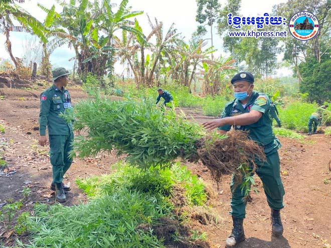 ស្នងការ​នគរបាល​ខេត្ត​មណ្ឌលគិរី បង្ក្រាប​ករណី​ដាំ​កញ្ឆា​ទម្ងន់​ចំនួន ៣៨៤ គីឡូក្រាម​ការសម្របសម្រួល​ពី​លោក ម៉ម វ៉ាន់ដា ព្រះរាជអាជ្ញារង​!!!